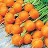 Oxheart Carrot Seeds for Vegetable Planting