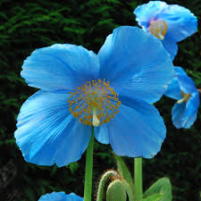 Lingholm Flower seeds for Planting - Drought Tolerant, Heirloom & GMO Free Seeds for Home Garden
