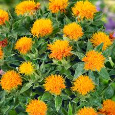 Carthamus Flower seeds for Planting - Compact Growth, Heirloom & GMO Free Seeds for Home Garden