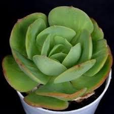Green Echeveria Palida Flower seeds for Planting - Pollinator Friendly, Heirloom & GMO Free Seeds for Home Garden
