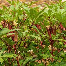 Burgundy Vegetable Seeds for Planting