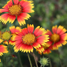 Indian Blanket Flower Seeds for Planting  Brighten Your Garden