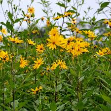 Topinambur Flower Seeds for Planting - Cultivate Stunning Jerusalem Artichoke Blooms in Your Garden