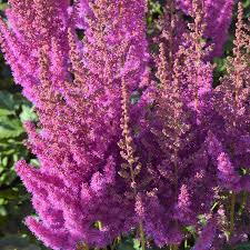 Purple Astilbe Perennial Flower Seeds for Planting Pollinator Friendly Heirloom & GMO Free Seeds for Home Garden
 
 Sale