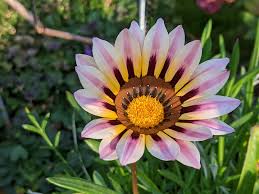 Light Violet Gazania Flower Seeds for Planting Garden Favorite Heirloom & GMO Free Seeds for Home Garden
 
 Sale