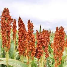 Red Sorghum Vegetable Seeds for Planting