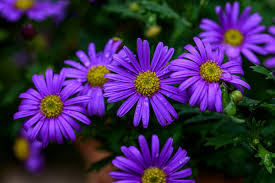 Blue Brachycome Flower Seeds: Essential Planting Guide