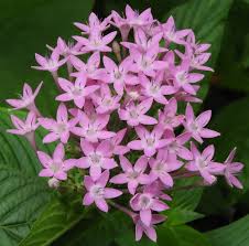 Pentas Lanceolata Seeds for Planting  Attract Butterflies with Stunning Blooms