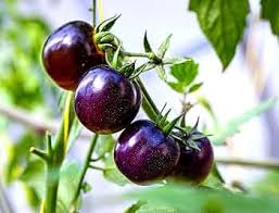 Lavender Tomato Seeds - Perfect for Planting