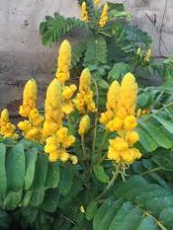 Yellow Candlestick Flower Seeds Planting