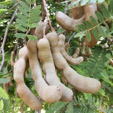 Tamarindo Seeds for Planting - Start Your Tamarind Tree Today