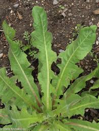 Green Intybus Seeds for Your Vegetable Garden