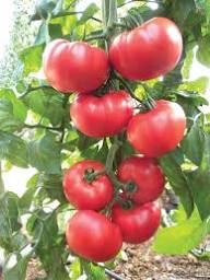 Giant Tomato Vegetable Planting Seeds