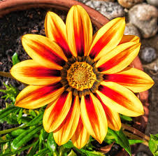 Red Yellow Gazania Flower Seeds for Planting Compact Growth Heirloom & GMO Free Seeds for Home Garden
 
 Sale
