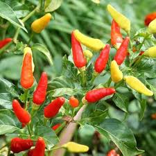 Red & Yellow Tabasco Pepper Seeds for Vegetable Gardens