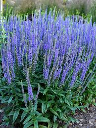 Veronica Flower seeds for Planting - Seasonal Bloomer, Heirloom & GMO Free Seeds for Home Garden