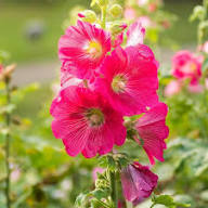 Malvarosa Flower seeds for Planting - Vibrant Colors, Heirloom & GMO Free Seeds for Home Garden