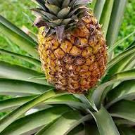 Yellow Pineapple Fruit Seeds for Home Planting