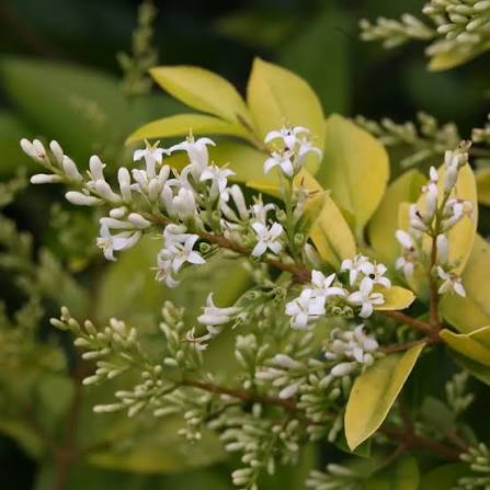 White Privet Flower Seeds blooming in flower beds, containers, borders, and pollinator-friendly gardens