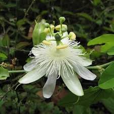 White Passiflora Flower Seeds for Planting  Ideal for Graceful Garden Blooms