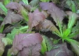 Mustard Green Seeds  Quick-Growing Garden Greens for Planting