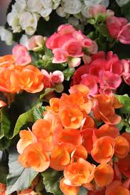 Orange Begonia Flower Seeds for Planting  Vibrant Begonia Seeds