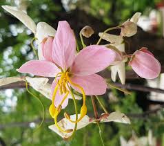 White Pink Cassia Javanica Seeds for Planting