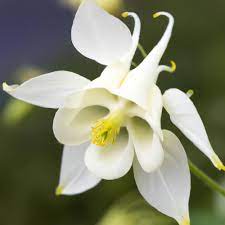 Mixed Aquilegia Columbine Seeds Aquilegia for Planting in Flower Bed & Garden