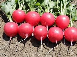 Radish Vegetable Seeds for Home Planting