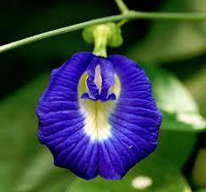 Planting Guide for Blue Clitoria Flower Seeds