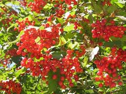 Red Sorbus Tree Seeds for a Vibrant Garden | Quality Tree Planting Seeds