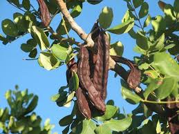 Algarrobo Tree Seeds for Flourishing Gardens