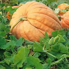 Brown Giant Gourd Vegetable Seeds for Planting
