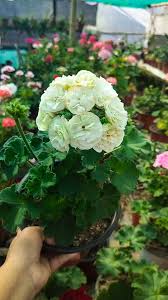 Green Pelargonium Flower Seeds for Planting Easy to Grow Heirloom & GMO Free Seeds for Home Garden
 
 Sale