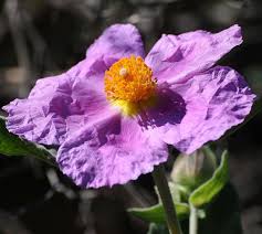 Lavender Creticus Flower Seeds for Planting - Aromatic Purple Blooms Heirloom Non-GMO Seeds