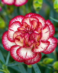 Red White Carnation Flower Seeds Planting