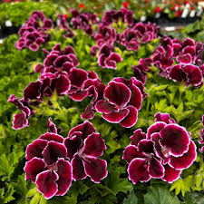 Geranium Flower seeds for Planting - Shade Tolerant, Heirloom & GMO Free Seeds for Home Garden  Sa