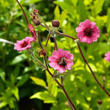 Pink Potentilla Nepalensis Flower seeds for Planting - Cut Flower Favorite, Heirloom & GMO Free Seeds for Home Garden