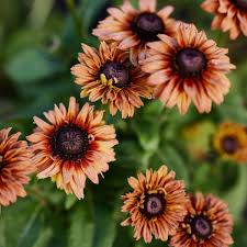 Rudbeckia Sahara Flower Seeds for Vibrant Garden Blooms