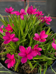 Rhodohypoxis Flower Planting Seeds