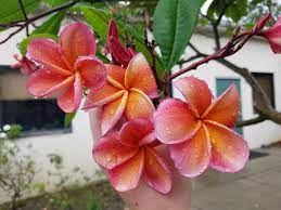 Dark Orange Plumeria Plumeria spp Flower Seeds for Planting in Tropical Garden
