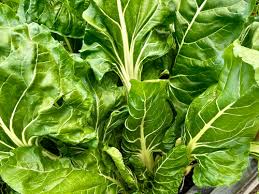 Green Swiss Chard Seeds for Vegetable Planting