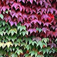 Brown Boston Ivy Seeds for Planting