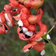 Mixed Pithecellobium Seeds for Planting