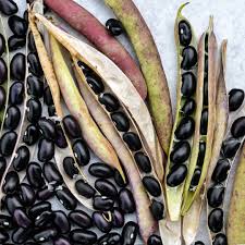 Black Turtle Bean Seeds for Planting  Premium Vegetable Seeds