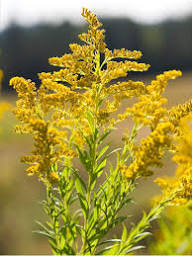 Goldenrod Flower seeds for Planting - Wildflower Mix, Heirloom & GMO Free Seeds for Home Garden