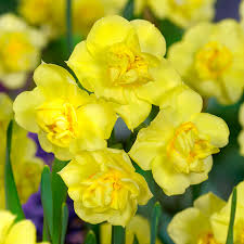 Yellow Double Narcissus Flower Seeds for Planting Sun Loving Heirloom & GMO Free Seeds for Home Garden
 
 Sale
