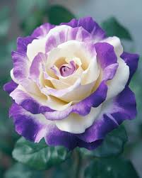 Light Purple White Holland Rose Flower Seeds for Planting Premium Quality Heirloom & GMO Free Seeds for Home Garden
 
 Sale