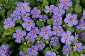 Bacopa Blutopia Flower Seeds for Planting
