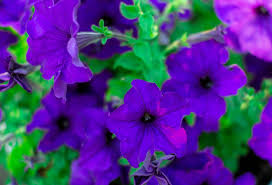 Deep Blue Petunia Flower Seeds for Planting Heirloom NONGMO Easy to Grow Garden Blooms 
 
 Sale
